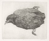 7. Charles Donker, {Jeune corneille morte I}, 2003