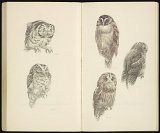 Peter Vos (Utrecht 1935 – 2010 Utrecht), {333 Oiseaux}