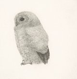 Charles Donker, {Jeune chouette hulotte}, 1976