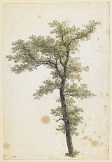 {Study of an Oak Tree }