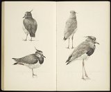Peter Vos (Utrecht 1935 – 2010 Utrecht), {333 Oiseaux}