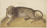 Anonyme flamand, XVIe siècle