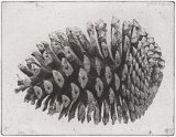Charles Donker, {Pomme de pin V}, 2011-2012
